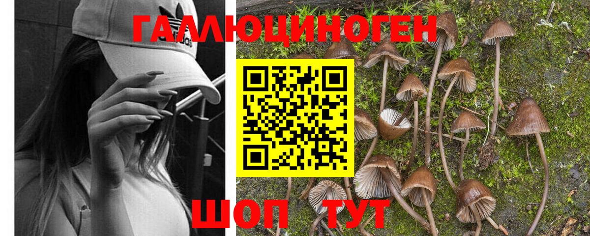 Псилоцибиновые грибы Psilocybe Ревда